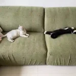 Housse de Canapé Velours Jacquard Extensible - Protection Anti-Griffure Chat 360° photo review