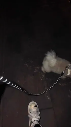 Click to view full screen Laisse Chiens Réfléchissante Néon photo review