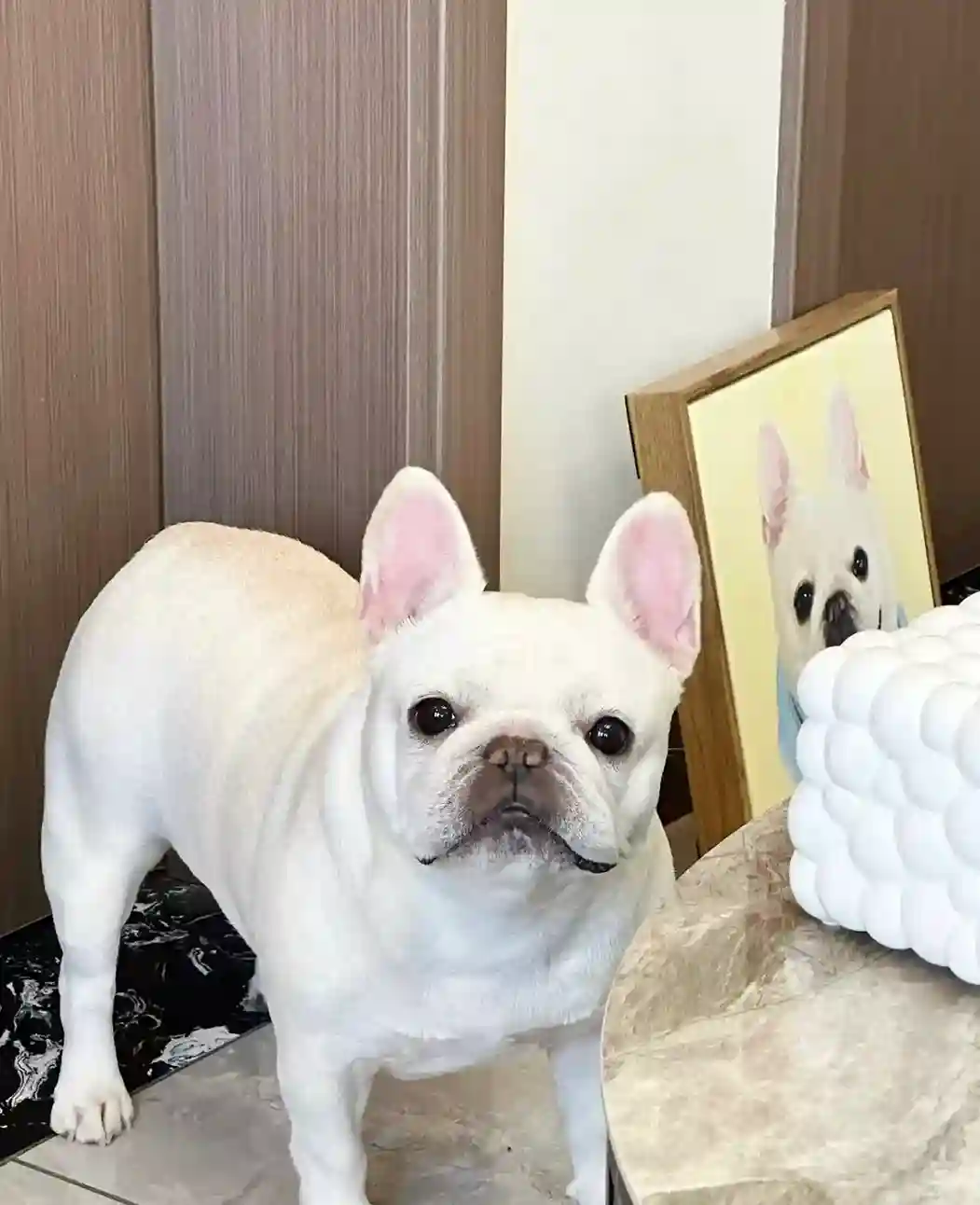 Portrait Chien Dessin Personnalisé photo review