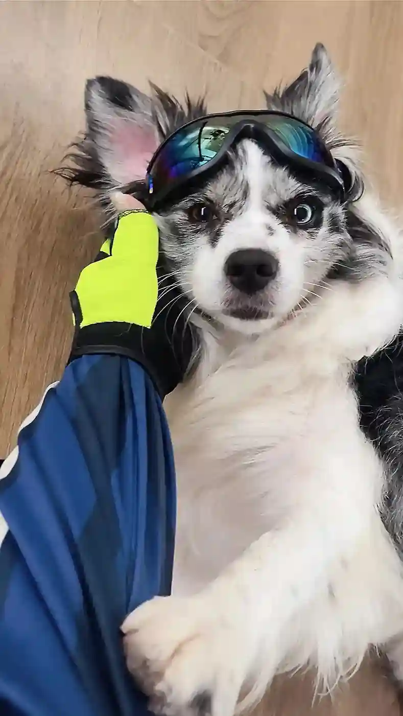 Lunette Pour Chien Cool-Paw photo review