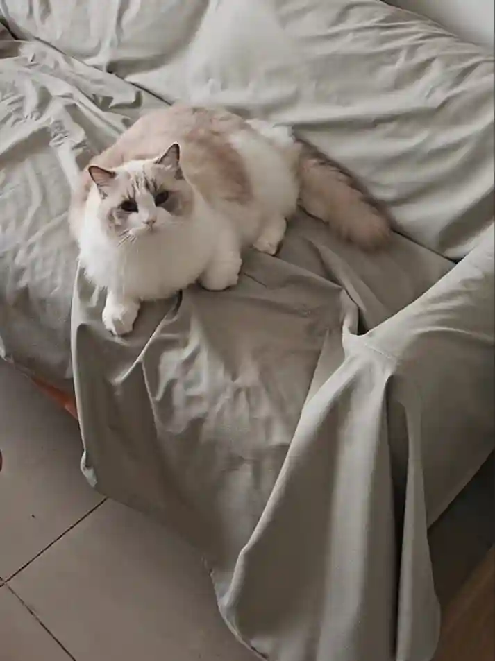 Protège Canapé Chat Imperméable et Anti Griffes photo review