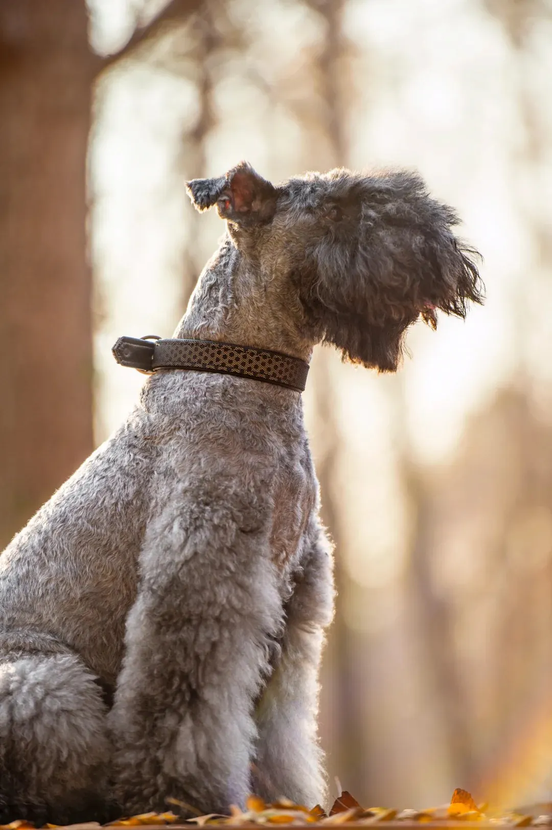 Kerry Blue Terrier au pelage bleu-gris spectaculaire