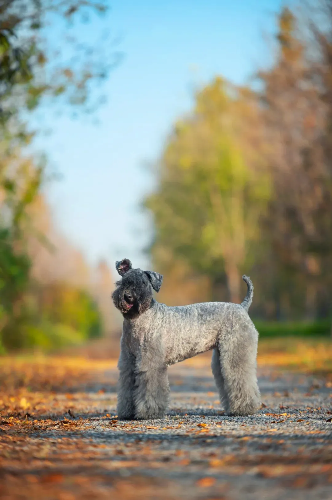 Kerry Blue Terrier en position d'alerte dans un jardin