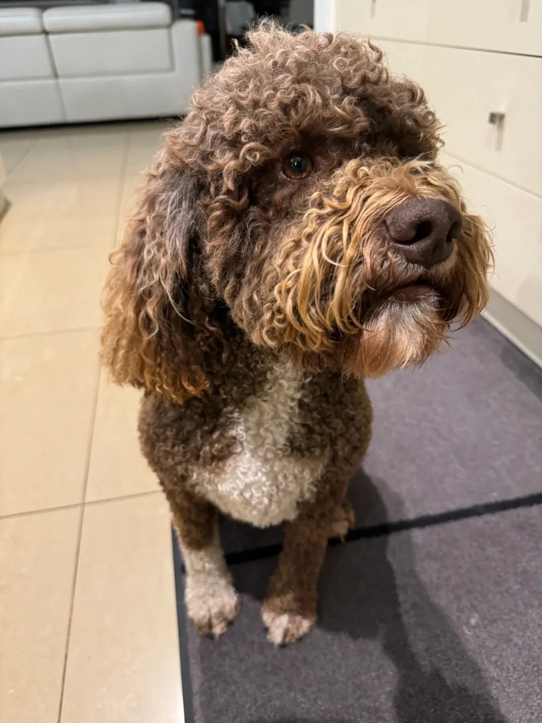 Lagotto Romagnolo avec pelage bouclé dense caractéristique