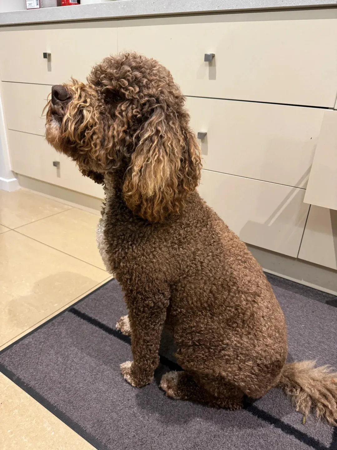Lagotto Romagnolo en activité de recherche de truffes