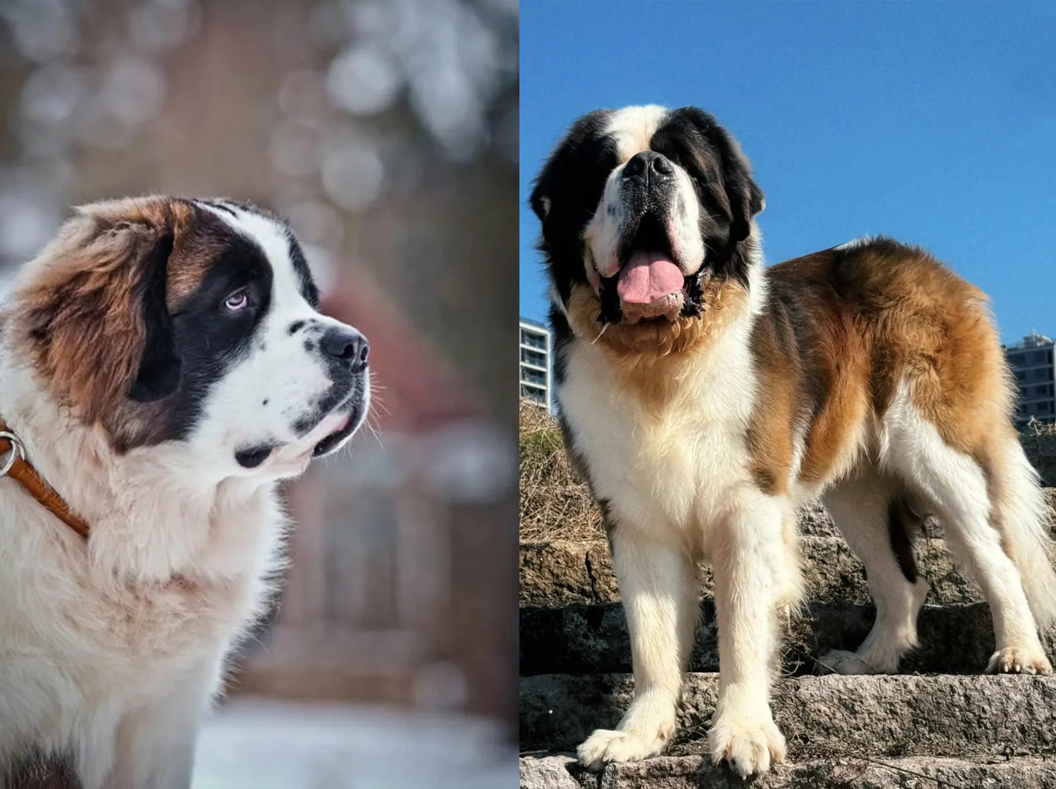 Le Chien le Plus Grand du Monde : Records, Races Saint-Bernard, légendaire chien de sauvetage en montagne parmi les races géantes