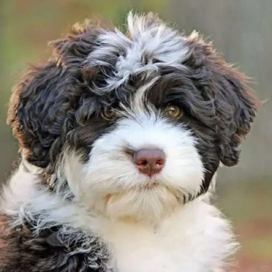 Les chiens d'eau portugais sourient.