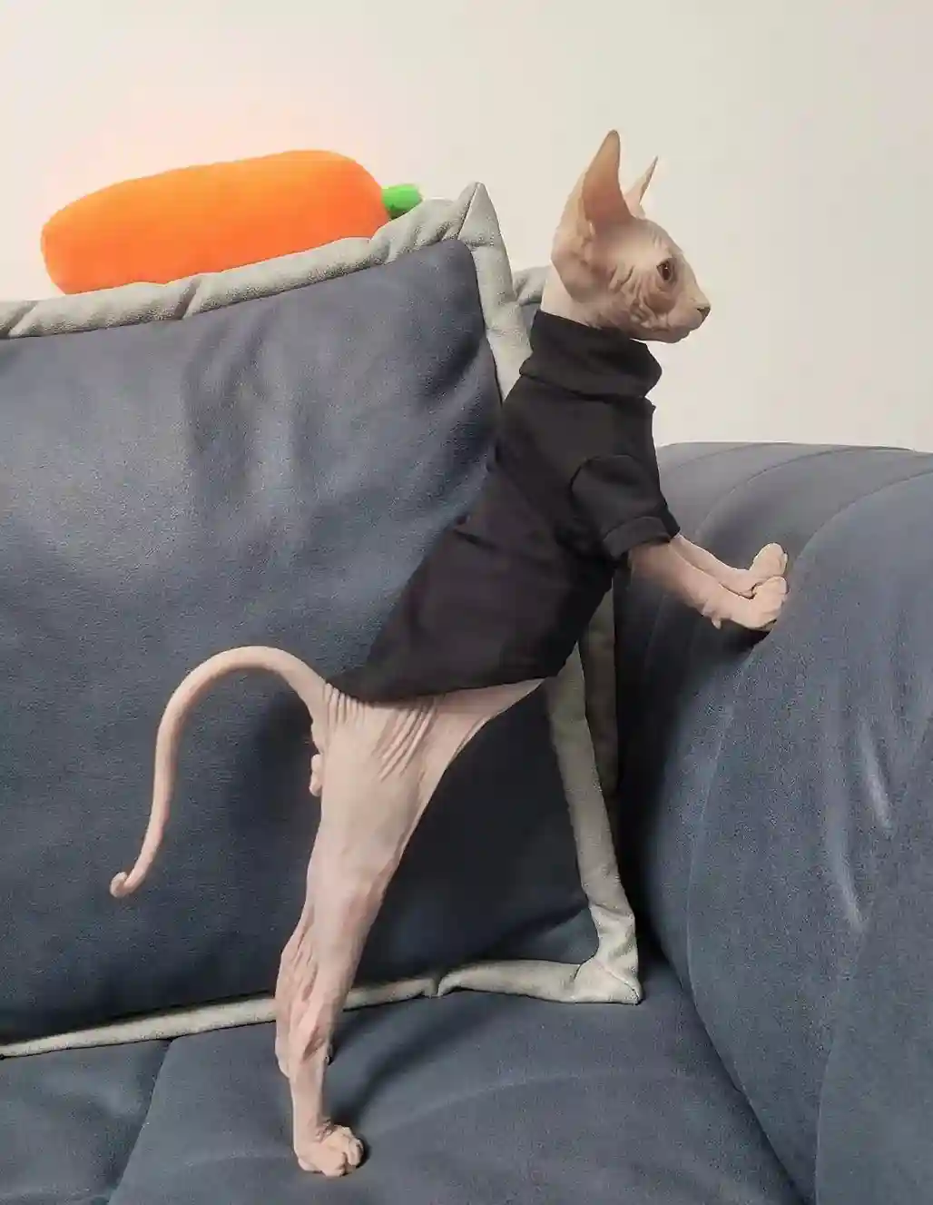 Manteau Pour Chat Suojaa photo review