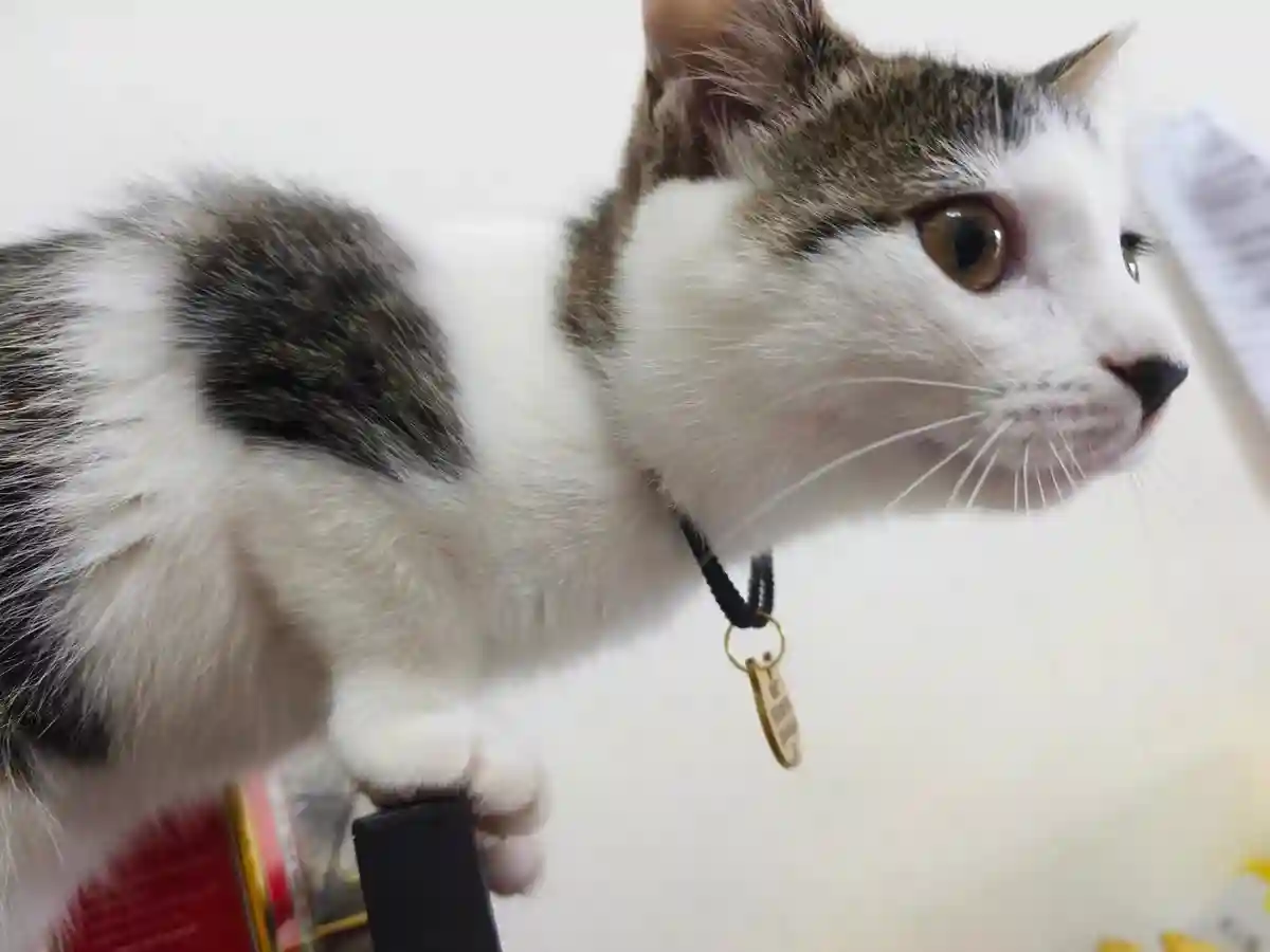 Médaille Chat Gravée Caro photo review