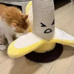 Poteau Griffoir Chat Banane photo review