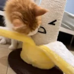 Poteau Griffoir Chat Banane photo review