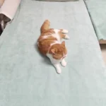 Protège Canapé Pour Chat Imperméable Anti Griffes photo review