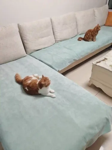 Click to view full screen Protège Canapé Pour Chat Imperméable Anti Griffes photo review