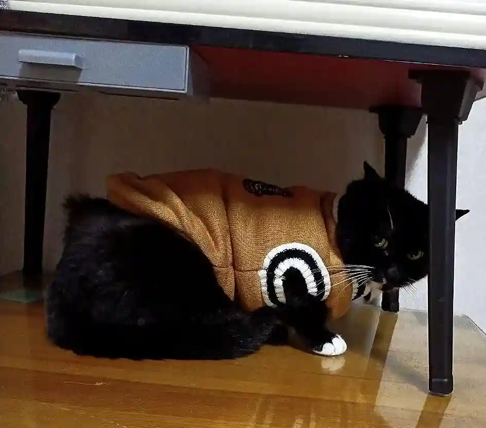 Pull Pour Chat Campus photo review