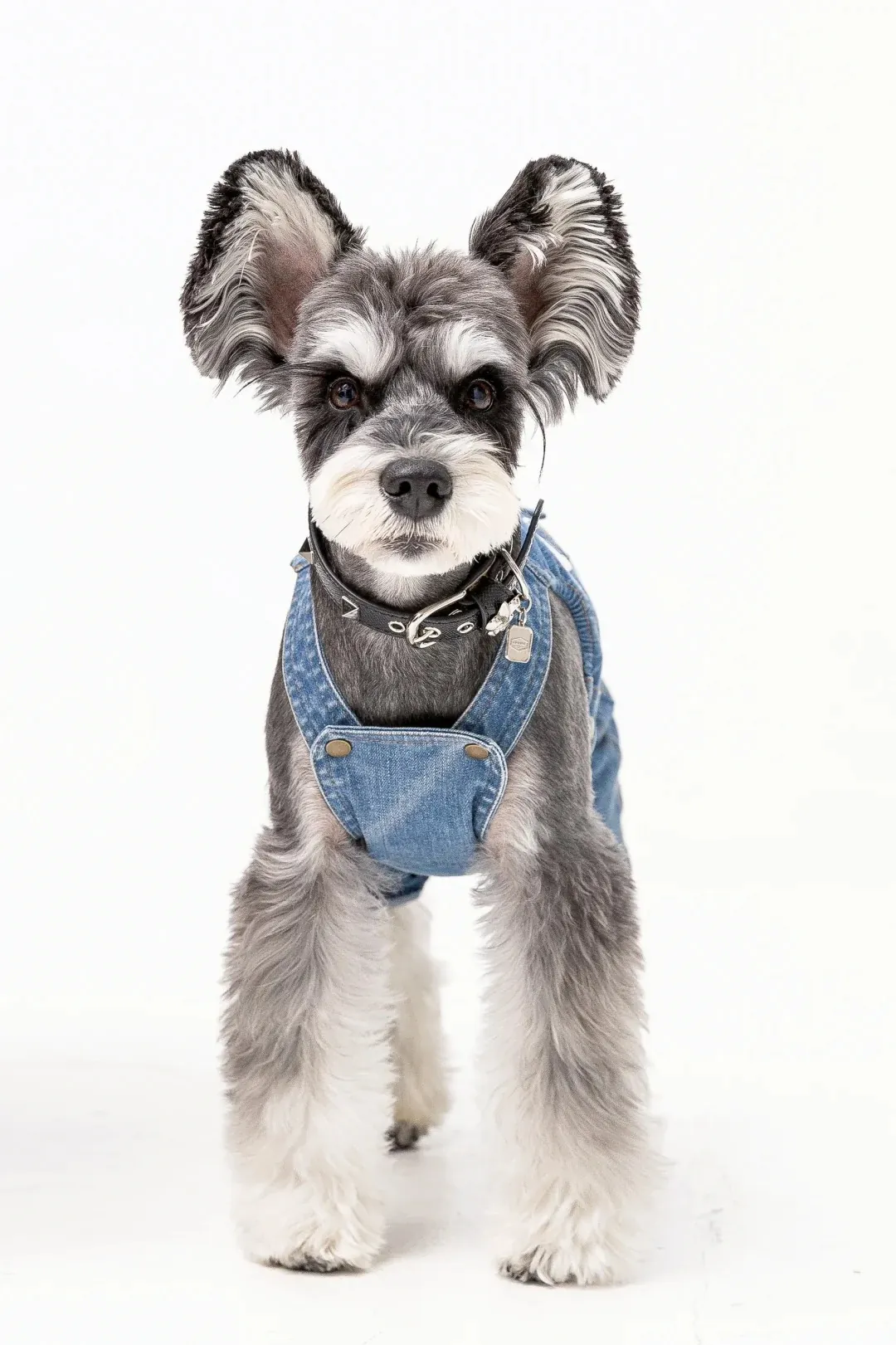 Schnauzer moyen avec barbe et sourcils caractéristiques en pelage poivre et sel