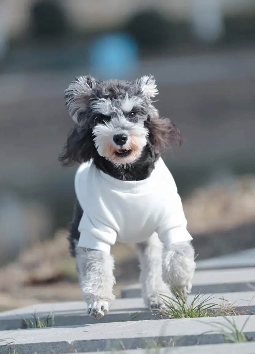 Schnauzer nain jouant dans un parc avec son propriétaire