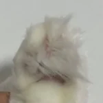 Set Tondeuse Pour Chat À 4 Lames Bello photo review