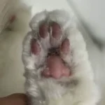 Set Tondeuse Pour Chat À 4 Lames Bello photo review