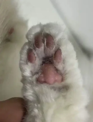 Click to view full screen Set Tondeuse Pour Chat À 4 Lames Bello photo review