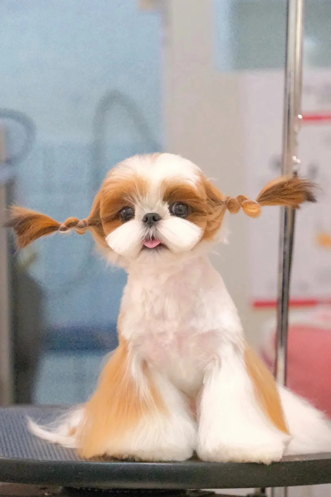 Shih Tzu avec des tresses sont adorables.