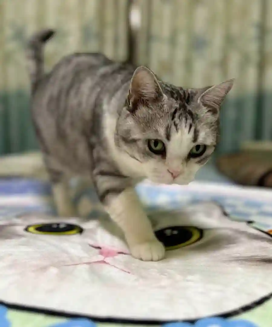 Tapis Chat Personnalisé Rond – Dessin Aquarelle photo review