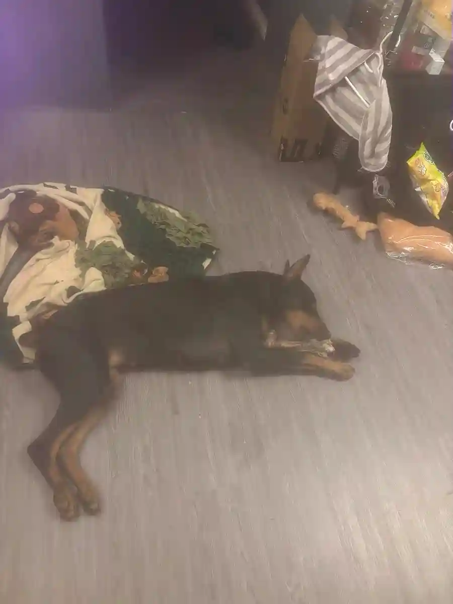 Tapis de Fouille Chien XXL Grande Forêt photo review