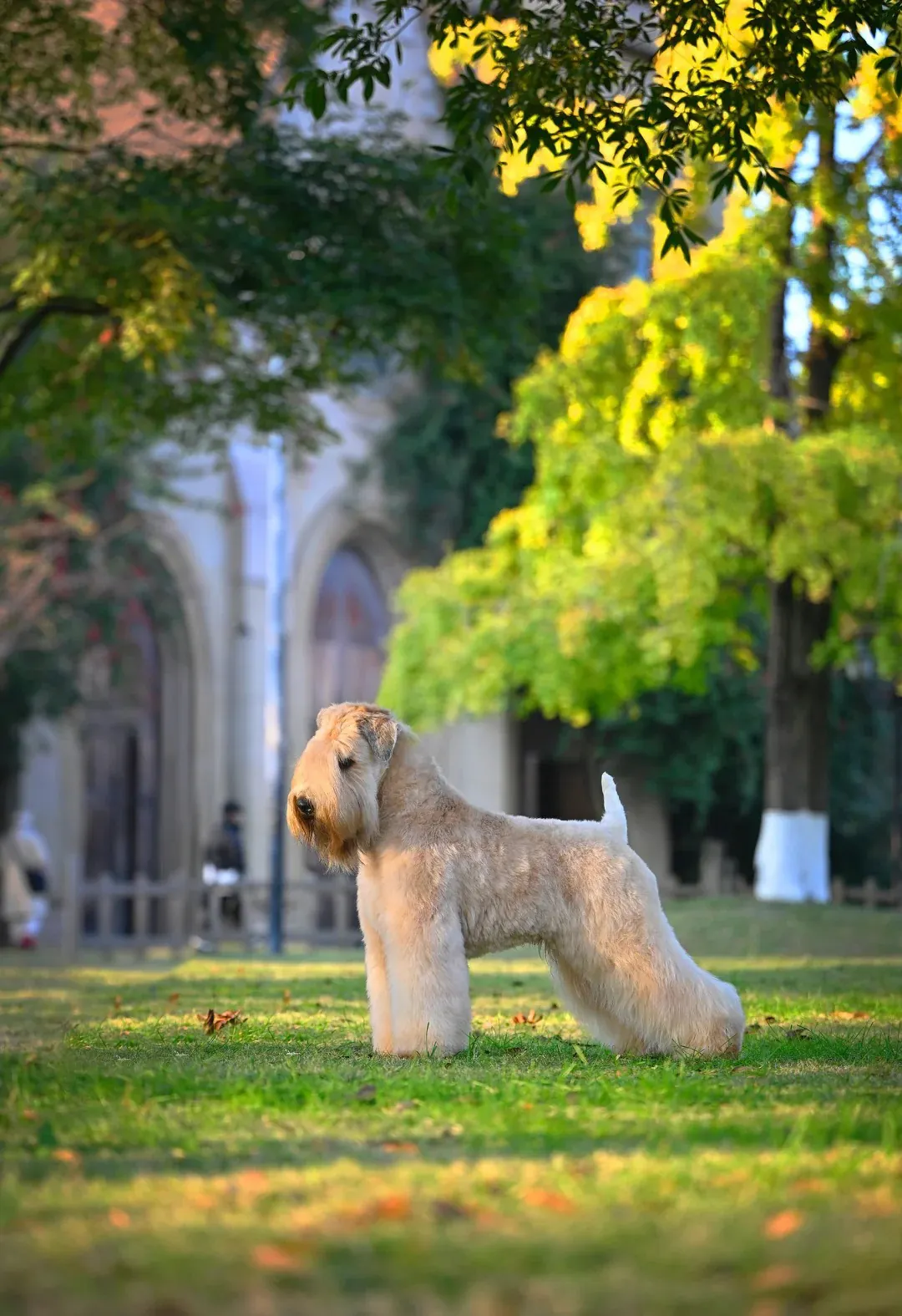 Terrier Wheaten jouant avec des enfants dans un jardin