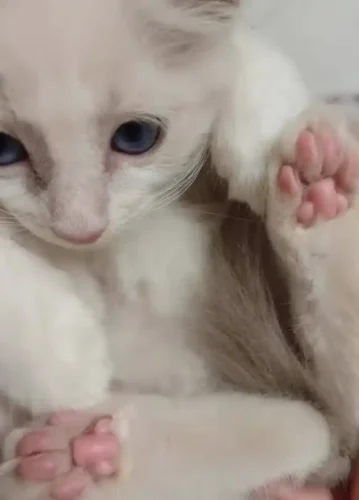 Click to view full screen Tondeuse Pour Chat Précisée Glück photo review