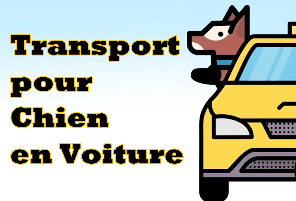 Transport pour Chien en Voiture : Sécurité et Confort pour Voyager Sereinement Transport pour Chien en Voiture