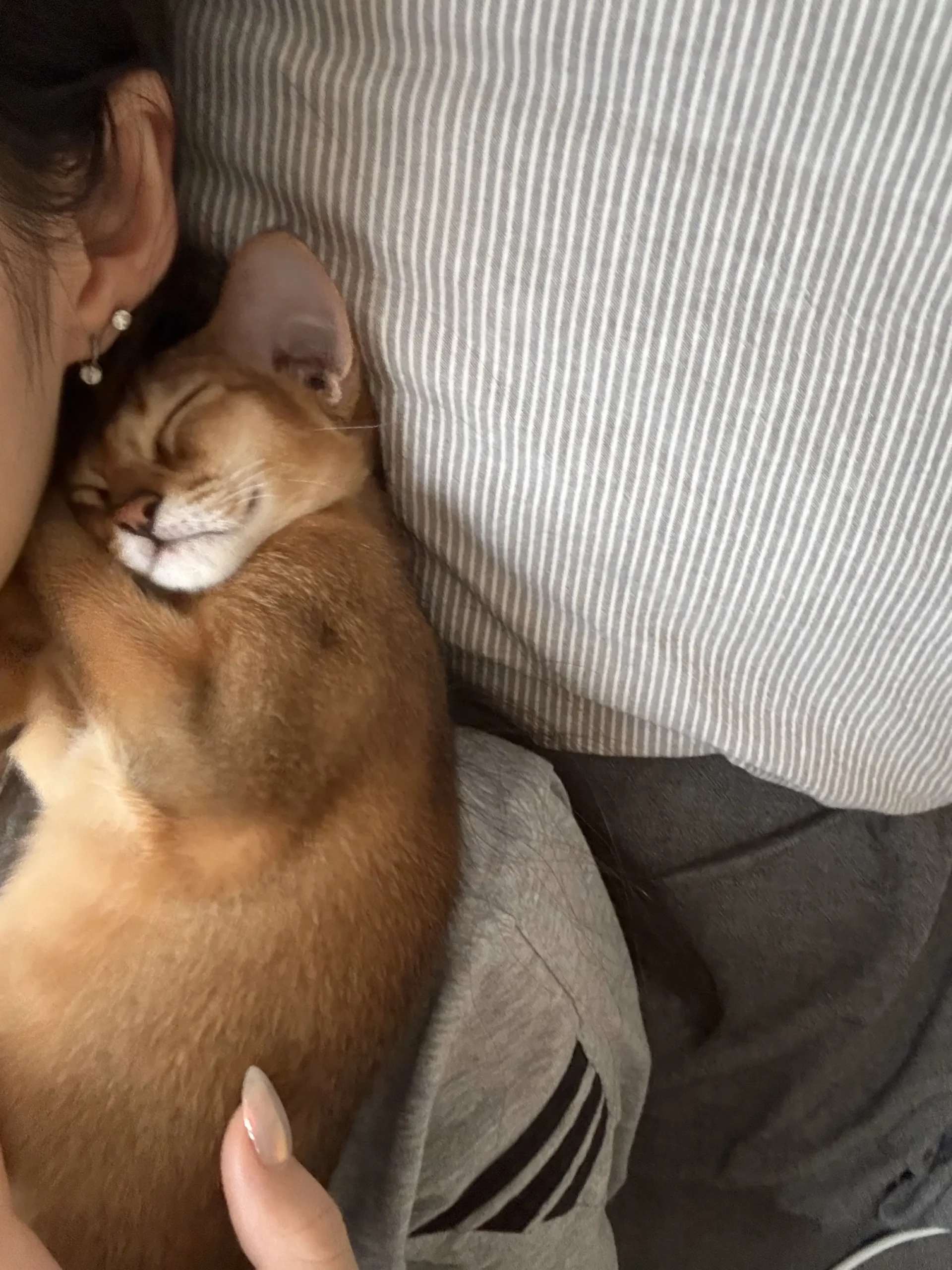 Chat Affectueux Race : 21 Races de Chats Collants Abyssin