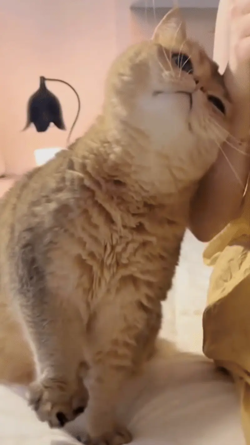 Chat Affectueux Race : 21 Races de Chats Collants British Golden