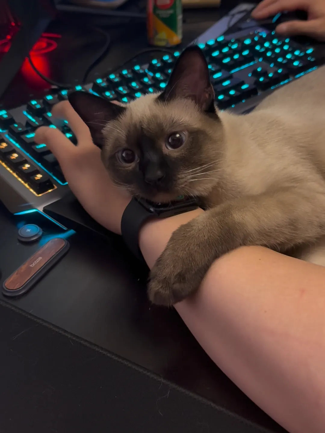 Chat Affectueux Race : 21 Races de Chats Collants Siamois