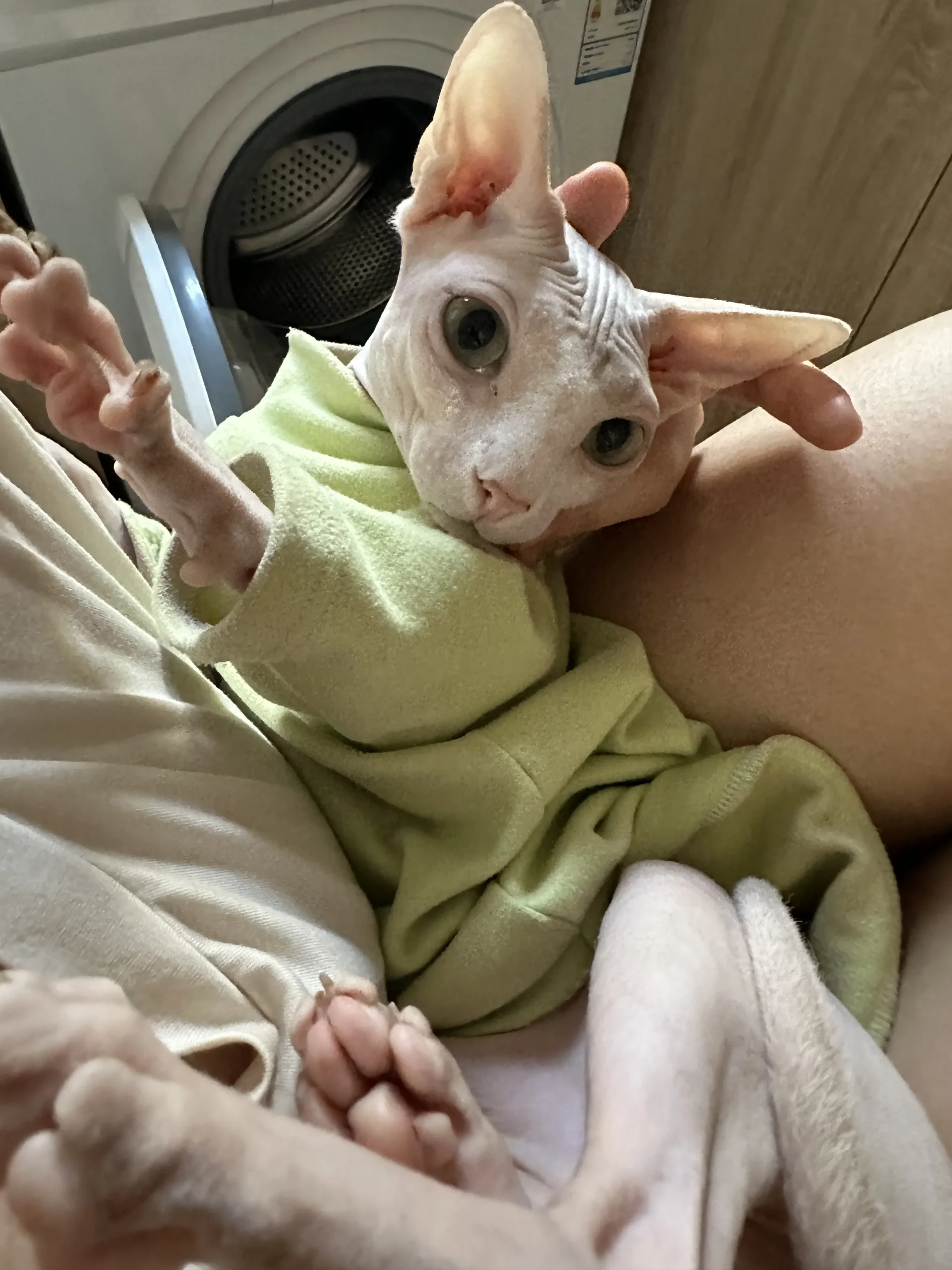 Chat Affectueux Race : 21 Races de Chats Collants British Golden