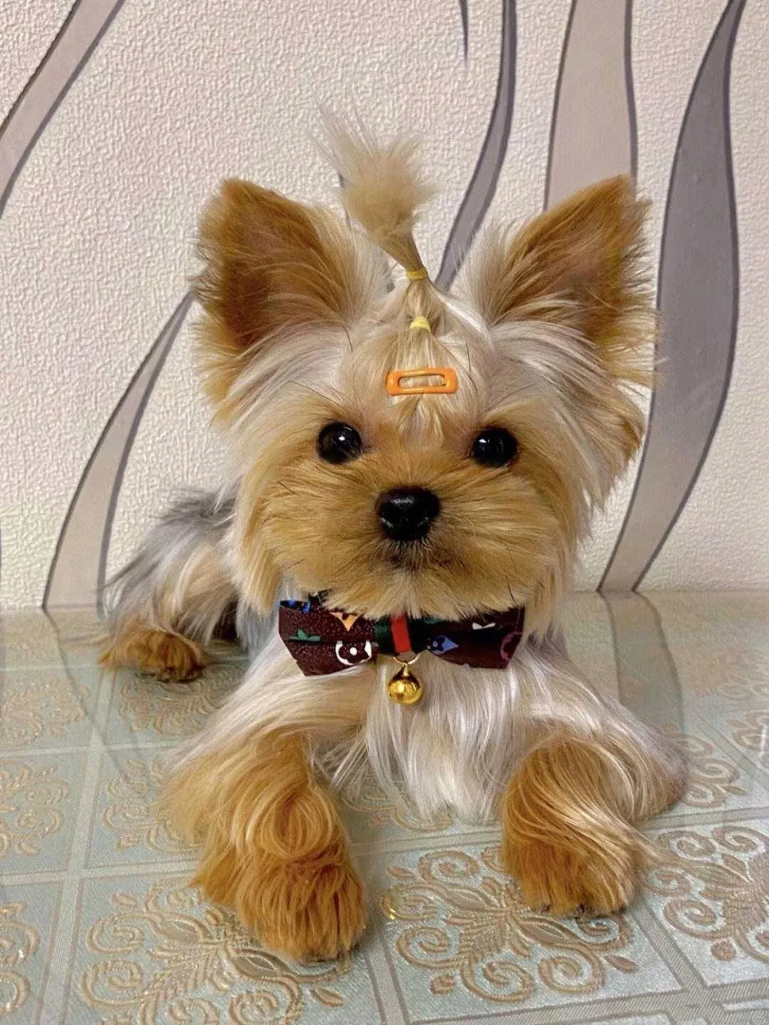 Yorkshire Terrier avec nœud décoratif dans les poils, assis élégamment