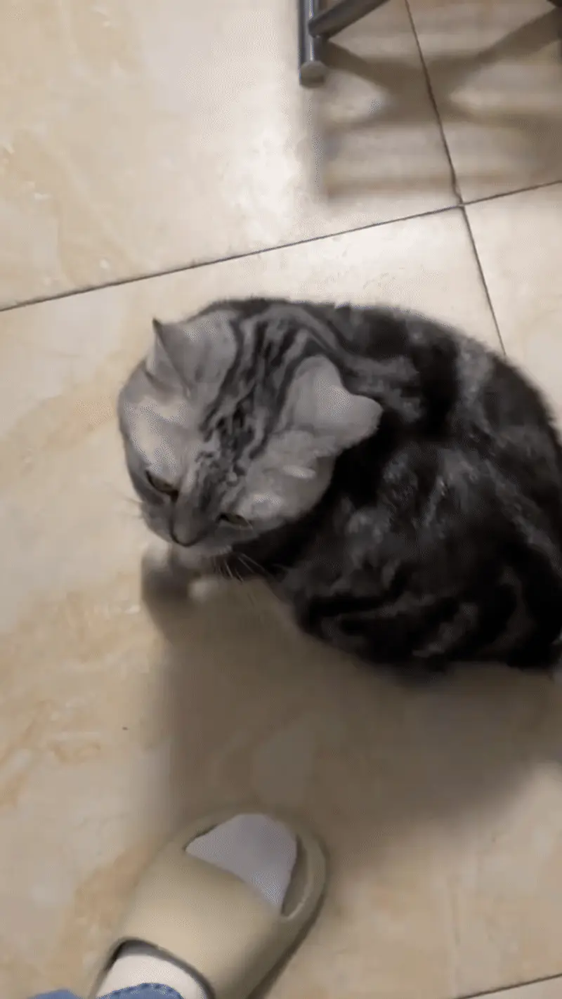 Chat Affectueux Race : 21 Races de Chats Collants American