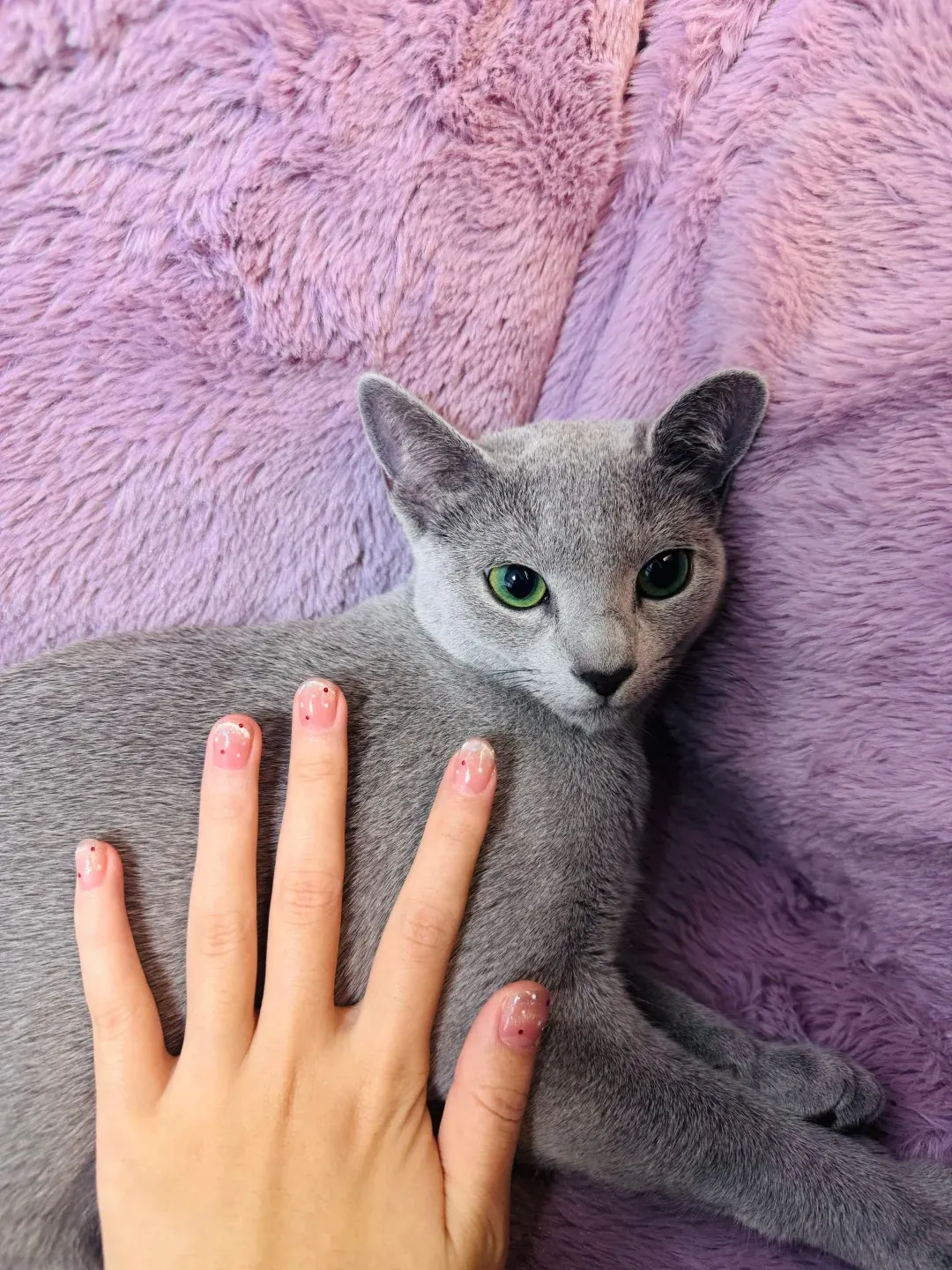 Chat Affectueux Race : 21 Races de Chats Collants