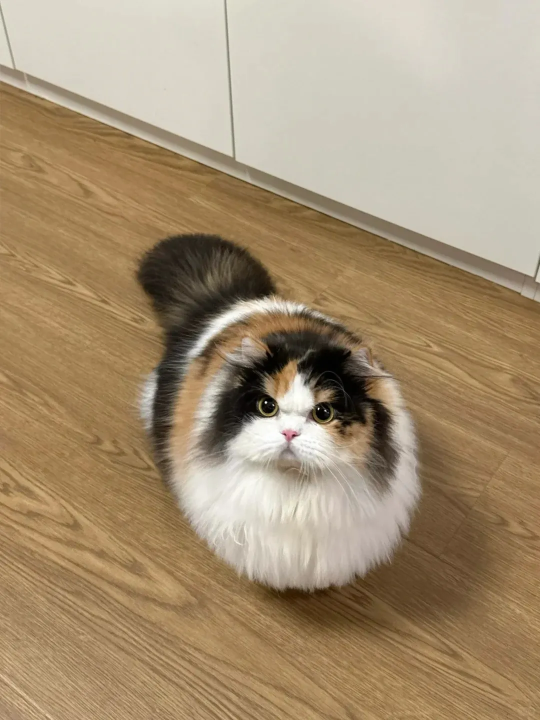 Chat Affectueux Race : 21 Races de Chats Collants Calico