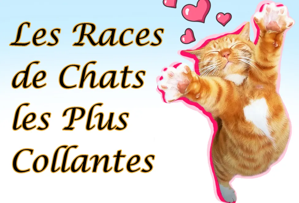 Comment faire le deuil de son chien : étapes et conseils pour traverser cette épreuve Chat Affectueux Race : 21 Races de Chats Collants