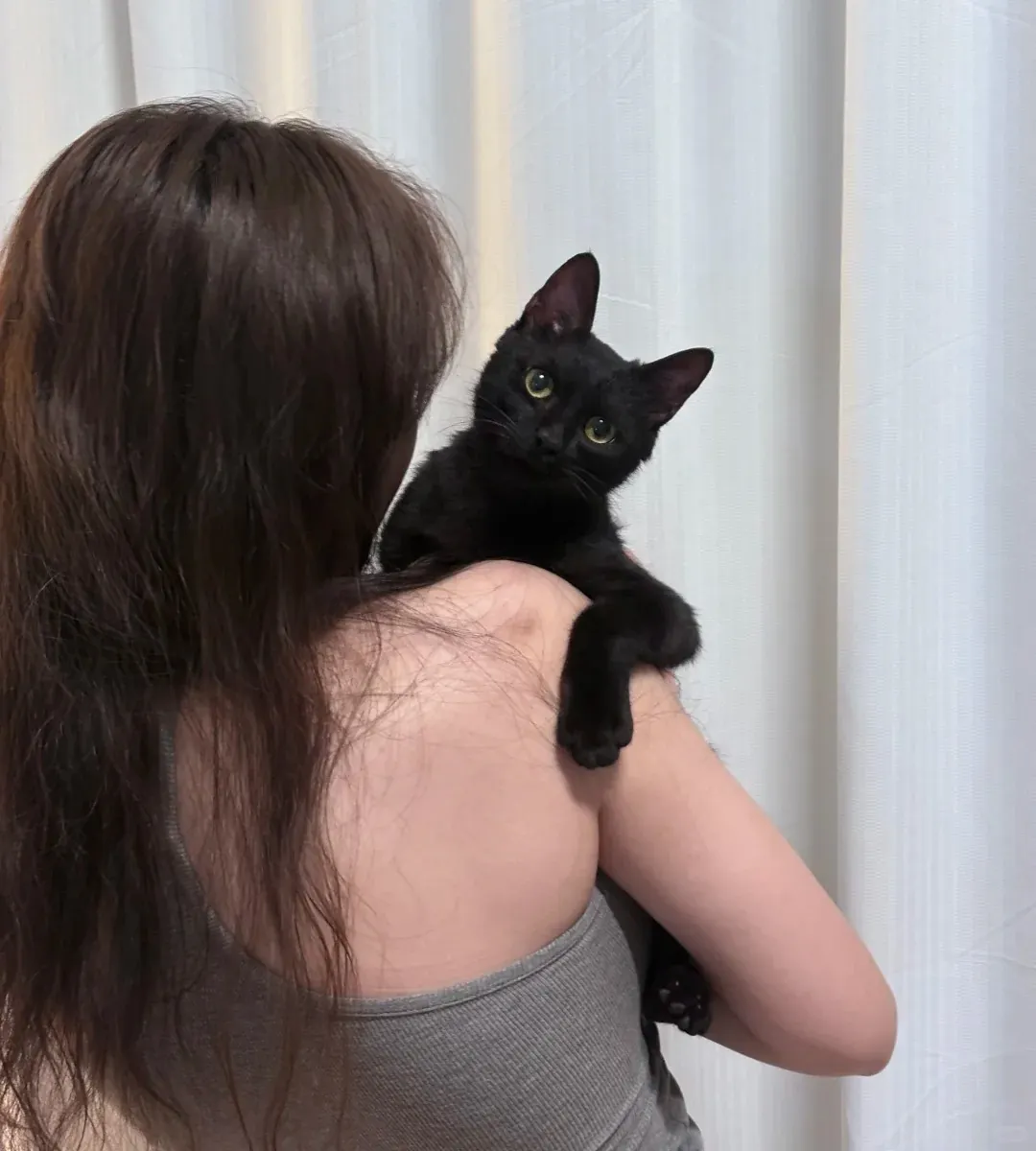 Chat Affectueux Race : 21 Races de Chats Collants Chat noir