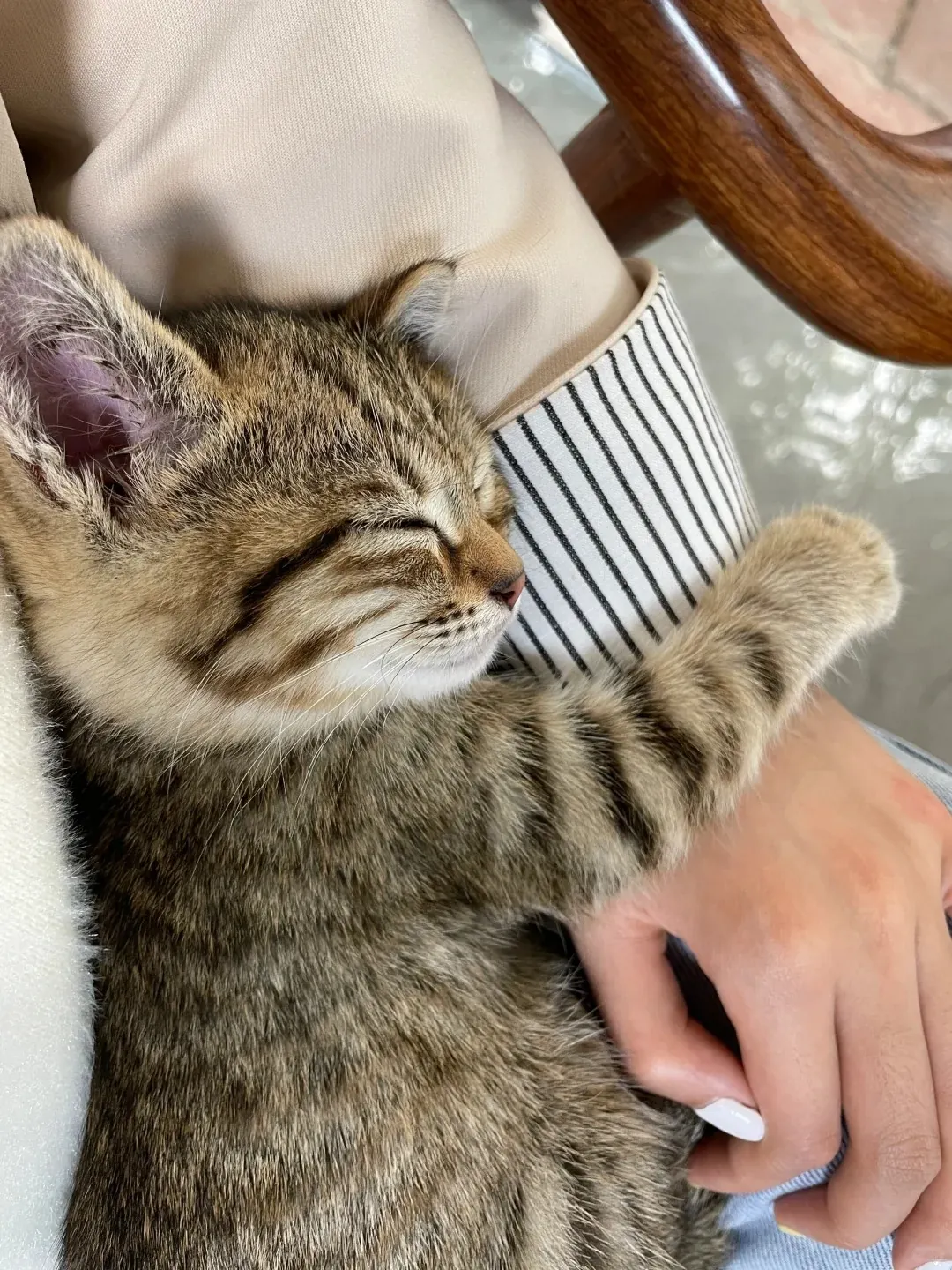 Chat Affectueux Race : 21 Races de Chats Collants Tigré