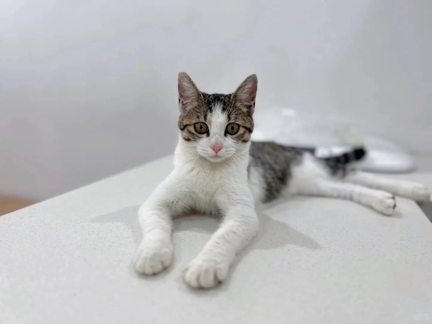 Chat Affectueux Race : 21 Races de Chats Collants