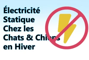 electricite statique chez les chats & chiens en hiver