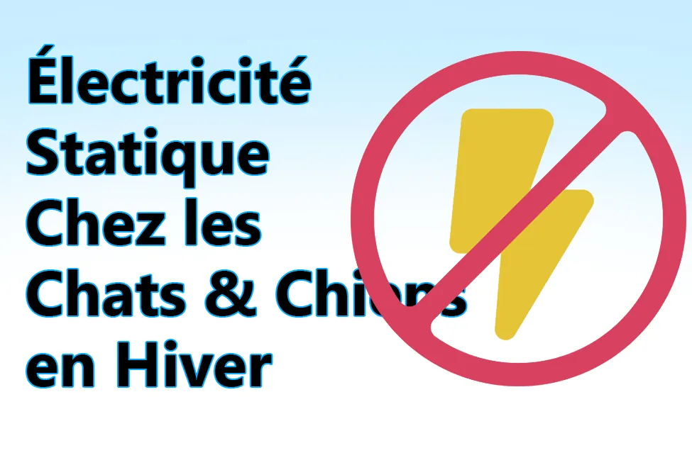 electricite statique chez les chats & chiens en hiver