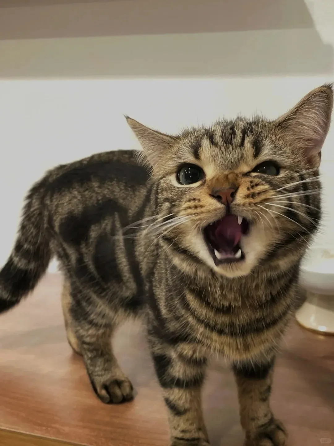 Chat Affectueux Race : 21 Races de Chats Collants European