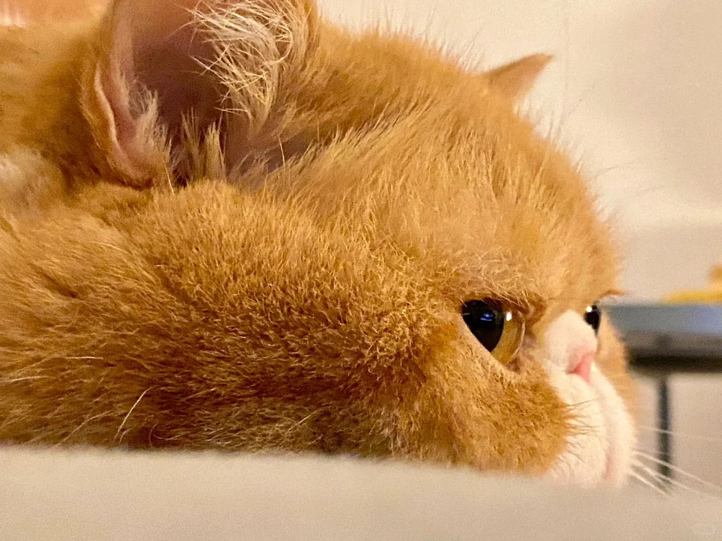 Chat Affectueux Race : 21 Races de Chats Collants Exotic