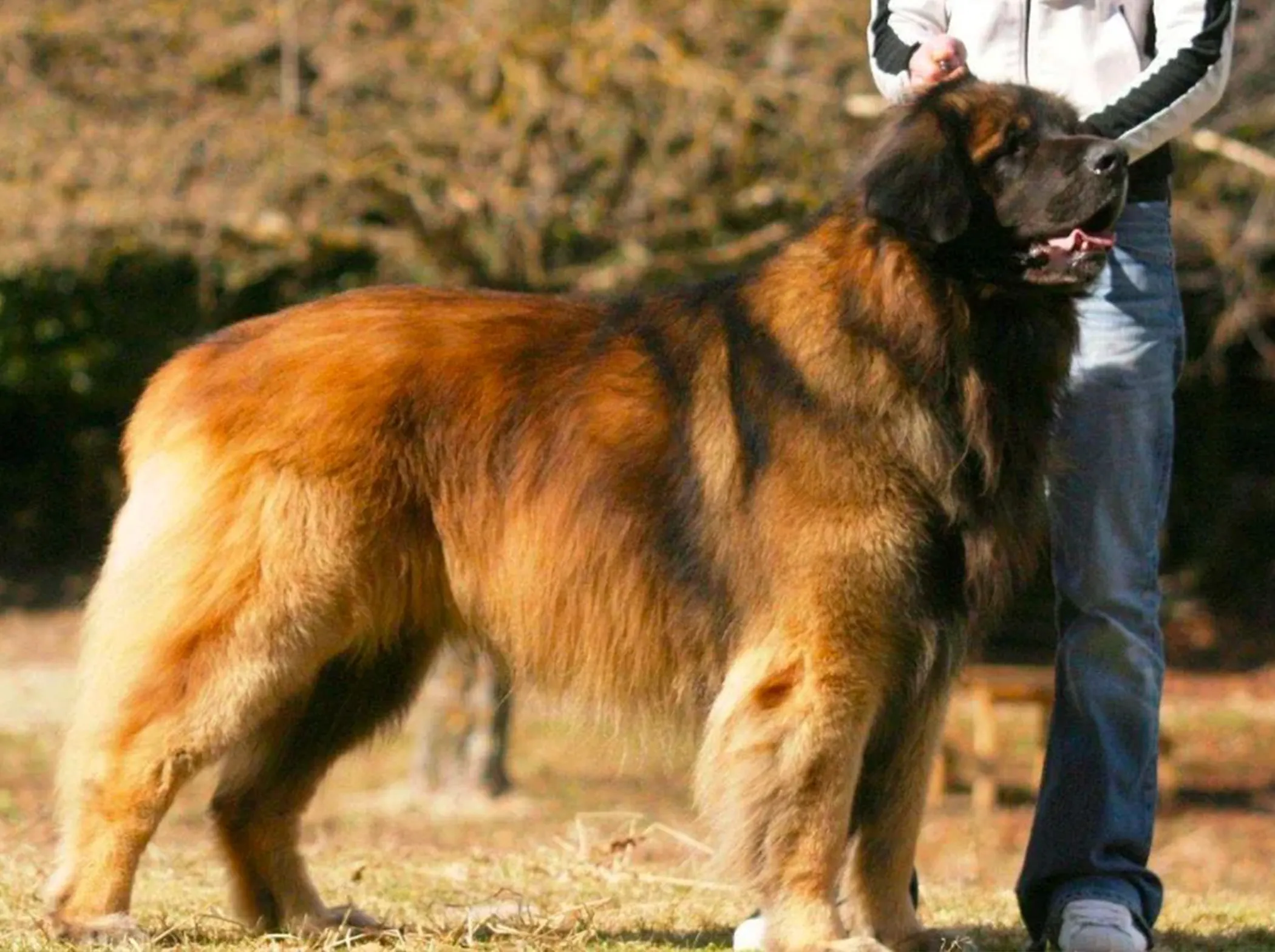 Le Chien le Plus Grand du Monde : Records, Races leonberg
