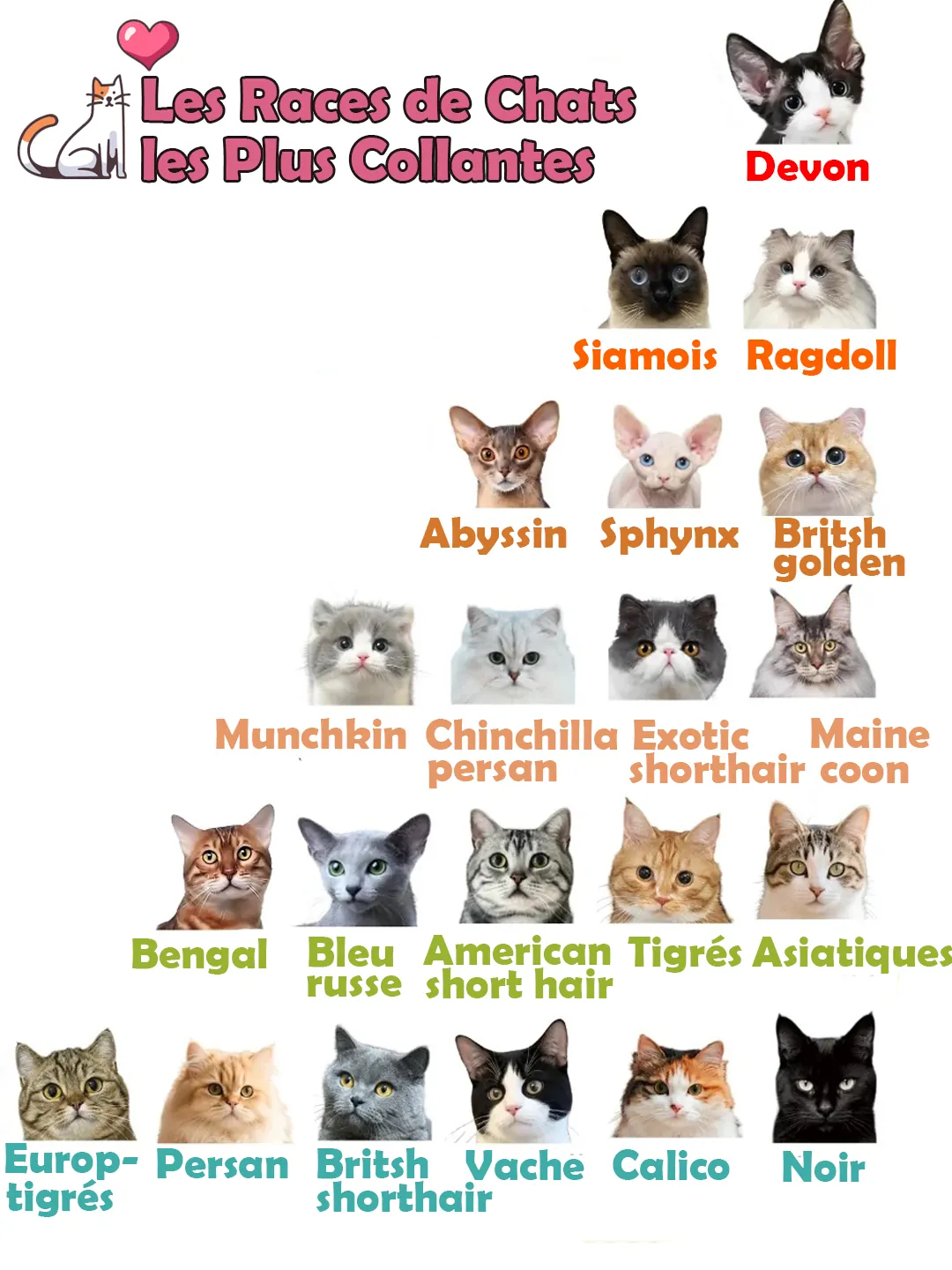 Chat Affectueux Race : 21 Races de Chats Collants Chat affectueux