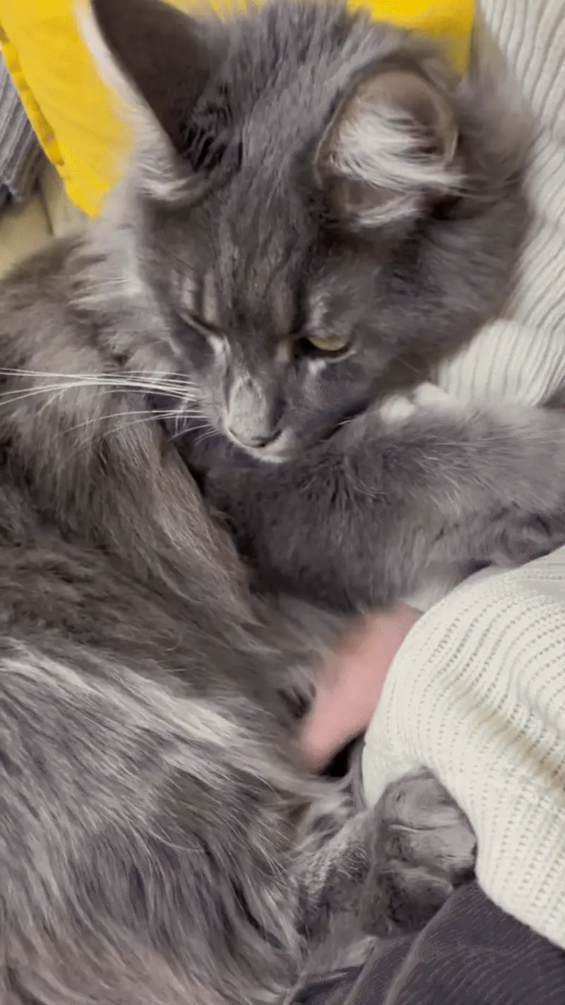 Chat Affectueux Race : 21 Races de Chats Collants Maine Coon