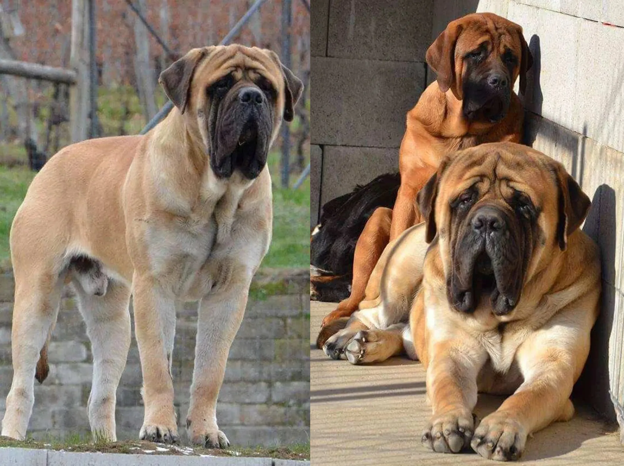 Le Chien le Plus Grand du Monde : Records, Races english mastiff
