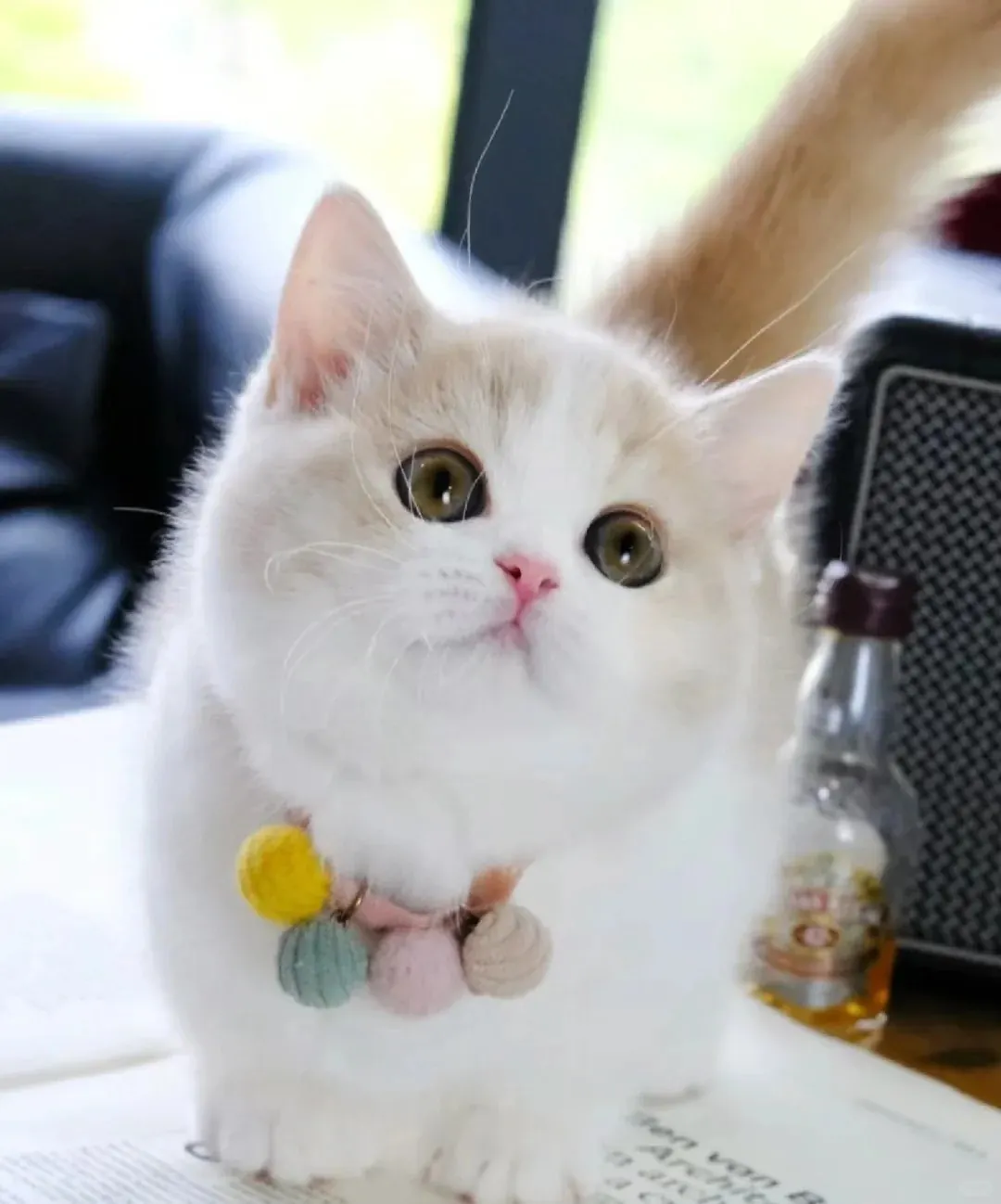 Chat Affectueux Race : 21 Races de Chats Collants Munchkin